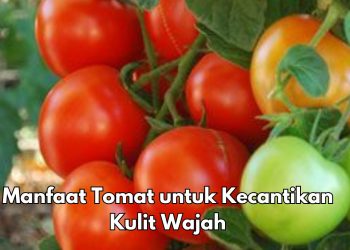 Ini 6 Manfaat Buah Tomat untuk Kecantikan, Salah Satunya Dapat Melindungi Kulit