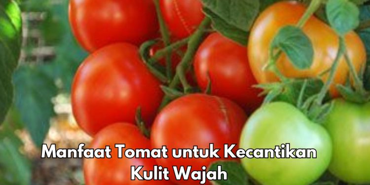 Ini 6 Manfaat Buah Tomat untuk Kecantikan, Salah Satunya Dapat Melindungi Kulit