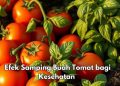 5 Efek Samping Konsumsi Buah Tomat, Dapat Sebabkan Batu Ginjal, Cek di Sini