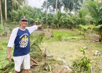 Banjir Rendam Desa Ketaping, Petani Alami Kerugian Besar