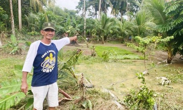 Banjir Rendam Desa Ketaping, Petani Alami Kerugian Besar