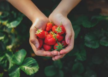 12 Manfaat Buah Stroberi untuk Kesehatan, Mencegah Kanker dan Radang Sendi