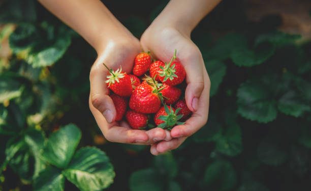 12 Manfaat Buah Stroberi untuk Kesehatan, Mencegah Kanker dan Radang Sendi