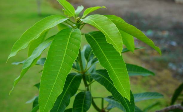 Cukup Sewajarnya! Ini Efek Samping Konsumsi Daun Mangga Berlebihan, Memicu Gangguan Fungsi Hati