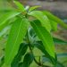 Cukup Sewajarnya! Ini Efek Samping Konsumsi Daun Mangga Berlebihan, Memicu Gangguan Fungsi Hati