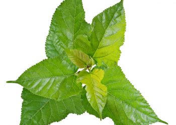 Boleh Dikonsumsi Tapi Tidak Berlebihan, Kenali 6 Efek Samping Daun Murbei yang Berdampak Fatal Bagi Kesehatan