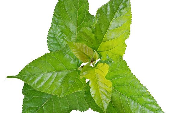 Boleh Dikonsumsi Tapi Tidak Berlebihan, Kenali 6 Efek Samping Daun Murbei yang Berdampak Fatal Bagi Kesehatan