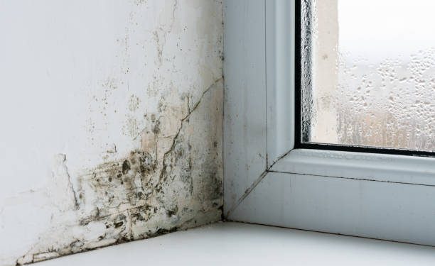 Tembok Rumah yang Terkena Jamur Bisa di Atasi dengan Beberapa Produk Ini, CEK SEKARANG!