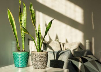 4 Sudut Terbaik Menempatkan Lidah Mertua di Dalam Rumah, Mampu Melindungi Pemilik dari Hal Negatif