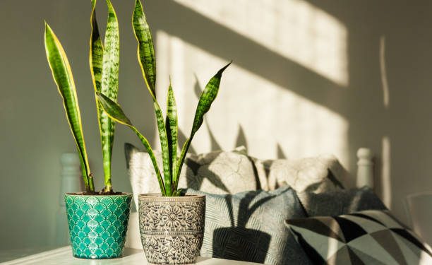 4 Sudut Terbaik Menempatkan Lidah Mertua di Dalam Rumah, Mampu Melindungi Pemilik dari Hal Negatif