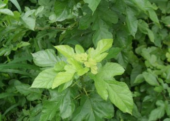 Cukup Dijadikan Teh hingga Pasta! Ternyata Begini Cara Mudah Mengolah Daun Murbei Jadi Obat Herbal