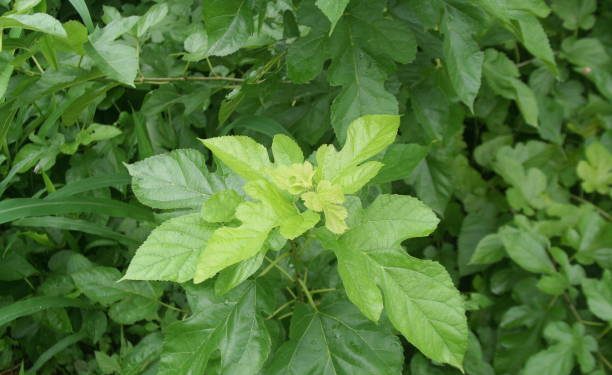 Cukup Dijadikan Teh hingga Pasta! Ternyata Begini Cara Mudah Mengolah Daun Murbei Jadi Obat Herbal