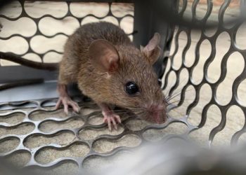 Cara Mengusir Tikus di Rumah, Pakai 7 Bahan Dapur Ini, Ada Lada hingga Bawang Putih