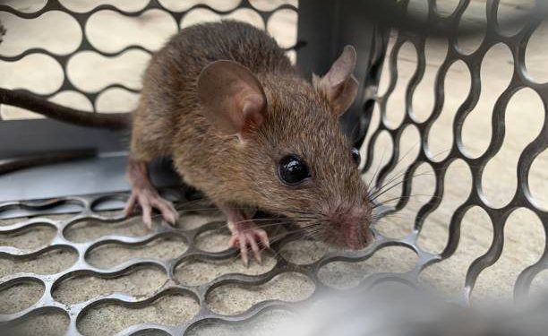 Cara Mengusir Tikus di Rumah, Pakai 7 Bahan Dapur Ini, Ada Lada hingga Bawang Putih