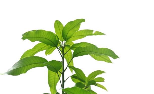 Jerawat di Wajahmu Susah Sembuh? Coba Atasi dengan Daun Mangga, Cek Beberapa Manfaat Lainnya!