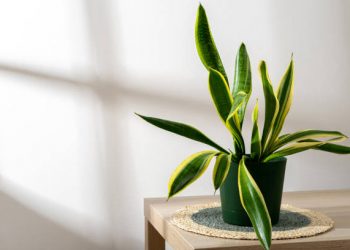 8 Manfaat Menanam Lidah Mertua, Bagus untuk Menyaring Udara di Dalam Rumah
