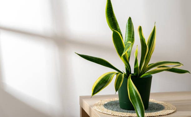 8 Manfaat Menanam Lidah Mertua, Bagus untuk Menyaring Udara di Dalam Rumah