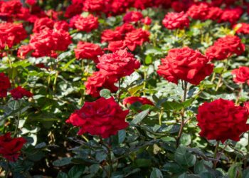 6 Manfaat Istimewa Bunga Mawar untuk Kecantikan Kulit, Bisa Bikin Kulit Bebas Masalah Jerawat