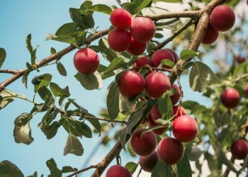 Miliki Karakteristik dan Kegunaan Masing-masing! Ini Dia Jenis-jenis Buah Plum, Mana Favoritmu?