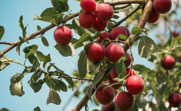 Miliki Karakteristik dan Kegunaan Masing-masing! Ini Dia Jenis-jenis Buah Plum, Mana Favoritmu?