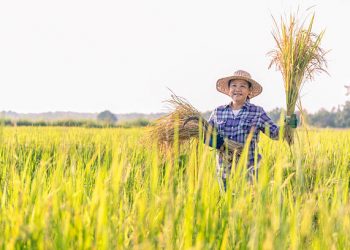 Hari Tani Nasional 24 September 2025: Ini Kandungan Maknanya!