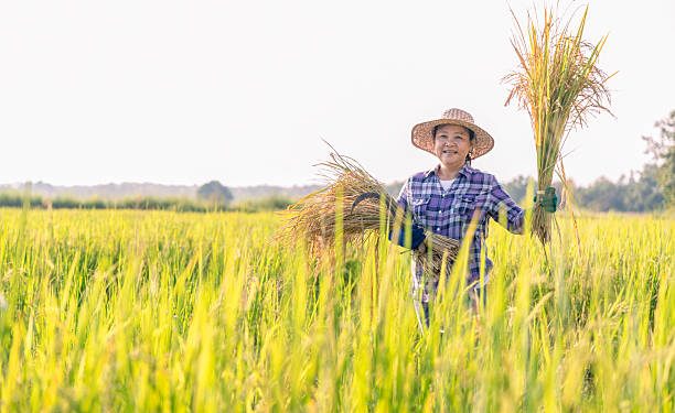 Hari Tani Nasional 24 September 2025: Ini Kandungan Maknanya!
