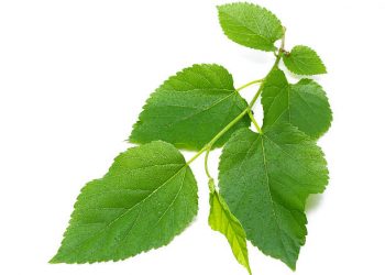 Kerap di Jadikan Sebagai Obat Herbal, Ini Dia Manfaat Daun Murbei untuk Kesehatan!