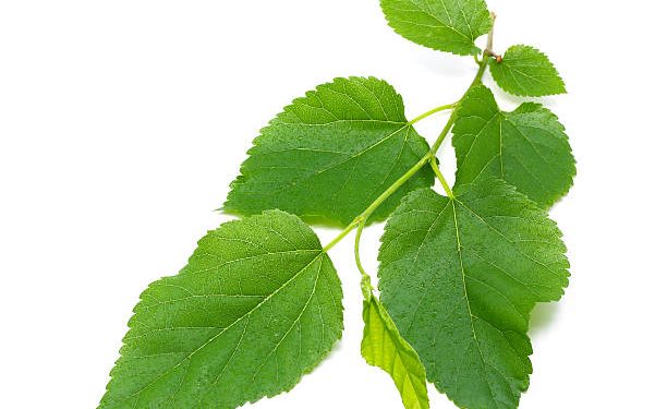 Kerap di Jadikan Sebagai Obat Herbal, Ini Dia Manfaat Daun Murbei untuk Kesehatan!