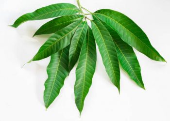 Klaim Sederet Manfaat Tersembunyi Daun Mangga untuk Kesehatan, Ampuh dalam Menjaga Kesehatan