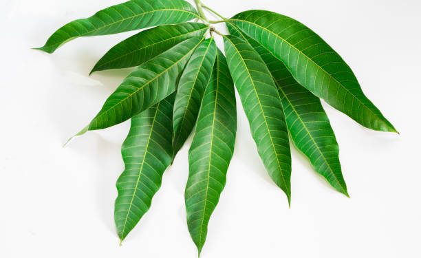 Klaim Sederet Manfaat Tersembunyi Daun Mangga untuk Kesehatan, Ampuh dalam Menjaga Kesehatan