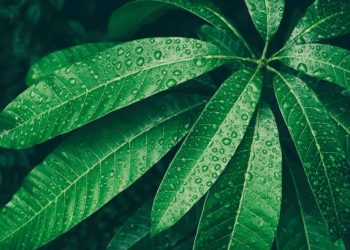 Baik untuk Kontrol Gula Darah hingga Atasi Peradangan, Ini Manfaat Daun Mangga untuk Ibu Hamil