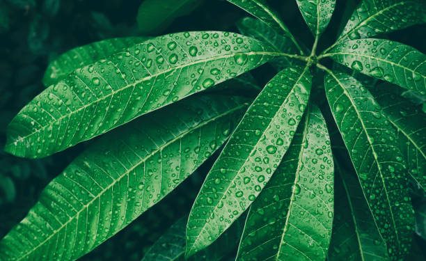 Baik untuk Kontrol Gula Darah hingga Atasi Peradangan, Ini Manfaat Daun Mangga untuk Ibu Hamil