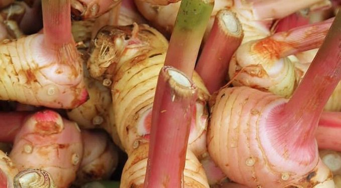 Lengkuas Ini Dapat Meningkatkan Sistem Imun, Cek Manfaat di Sini! Baik untuk Tubuh