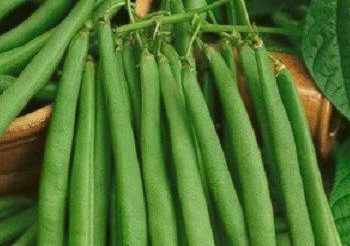 Manfaat Konsumsi Buncis untuk Tubuh, Bisa Meningkatkan Kesehatan Jantung