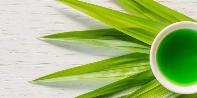 Cek Manfaat Konsumsi Air Daun Pandan Ini, Ampuh Mengatasi Insomnia, Yuk Rutinkan