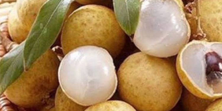 Konsumsi Buah Kelengkeng Sehari-hari Baik untuk Kesehatan Otak, Cek Manfaat Rincinya di Sini