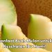 Ini Manfaat Buah Melon untuk Bumil, Salah Satunya Dapat Mengurangi Sembelit