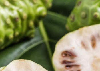 Manfaat Buah Mengkudu bagi Kecantikan, Bisa Mengatasi Penuaan Dini, Cek Sekarang!