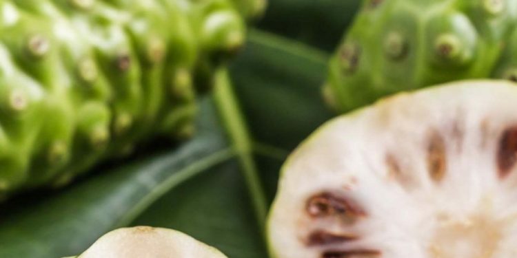 Manfaat Buah Mengkudu bagi Kecantikan, Bisa Mengatasi Penuaan Dini, Cek Sekarang!