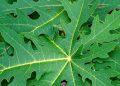 Efek Samping dari Daun Pepaya Berlebihan, Bisa Terkena Iritasi Kulit! Cek di Sini