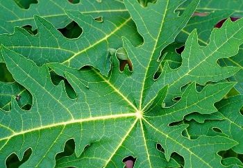 Efek Samping dari Daun Pepaya Berlebihan, Bisa Terkena Iritasi Kulit! Cek di Sini