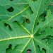 Efek Samping dari Daun Pepaya Berlebihan, Bisa Terkena Iritasi Kulit! Cek di Sini