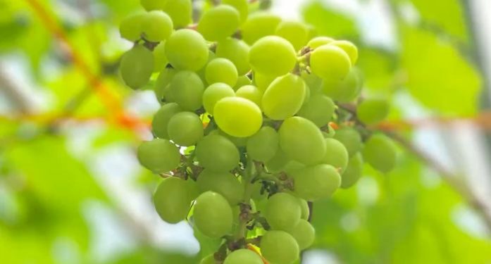 Ini Efek Samping Makan Buah Anggur Hijau Berlebihan, Bisa Sebabkan Gula Darah Naik