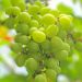 Ini Efek Samping Makan Buah Anggur Hijau Berlebihan, Bisa Sebabkan Gula Darah Naik