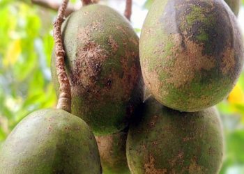 Fakta tentang Buah Kedondong untuk Kesehatan, Cek di Sini! Konsumsi Sesuai Kebutuhan