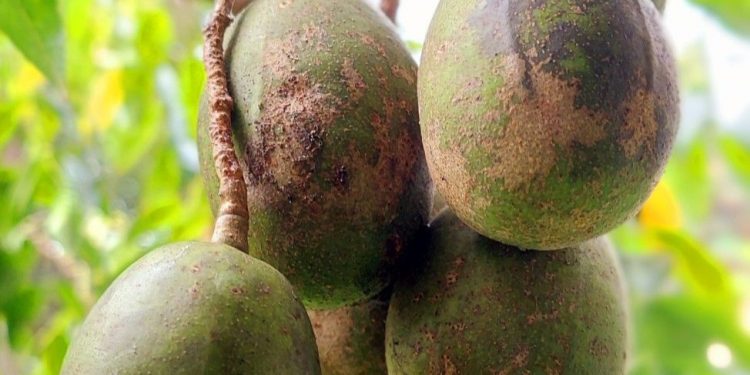 Fakta tentang Buah Kedondong untuk Kesehatan, Cek di Sini! Konsumsi Sesuai Kebutuhan