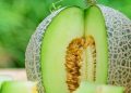 Dapat Mengatasi Jerawat dengan Buah Melon, Cek Manfaat Lainnya di Sini