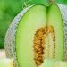 Dapat Mengatasi Jerawat dengan Buah Melon, Cek Manfaat Lainnya di Sini