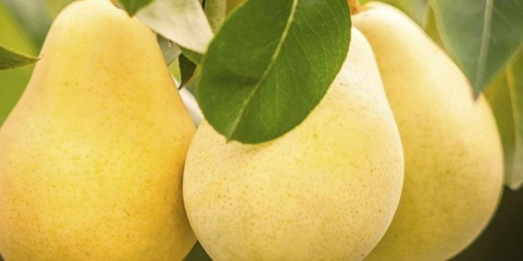 Ini Manfaat Buah Pir bagi Kecantikan, Bisa Melembapkan Kulit! Cek di Sini