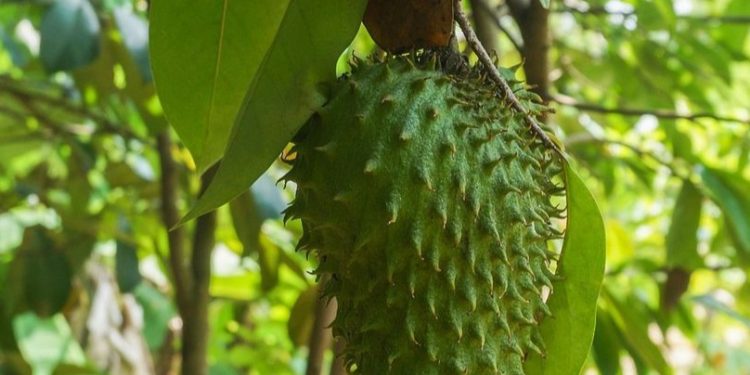 Makan Buah Sirsak Dapat Mencegah Sembelit, Cek Manfaat bagi Kesehatan di Sini!